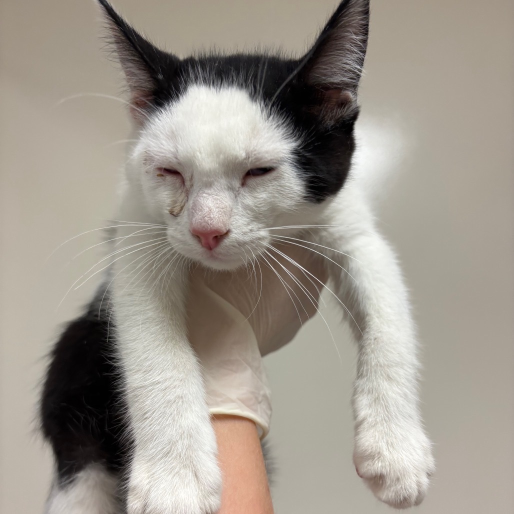 Eeyore, an adoptable Domestic Short Hair in Reno, NV, 89502 | Photo Image 1