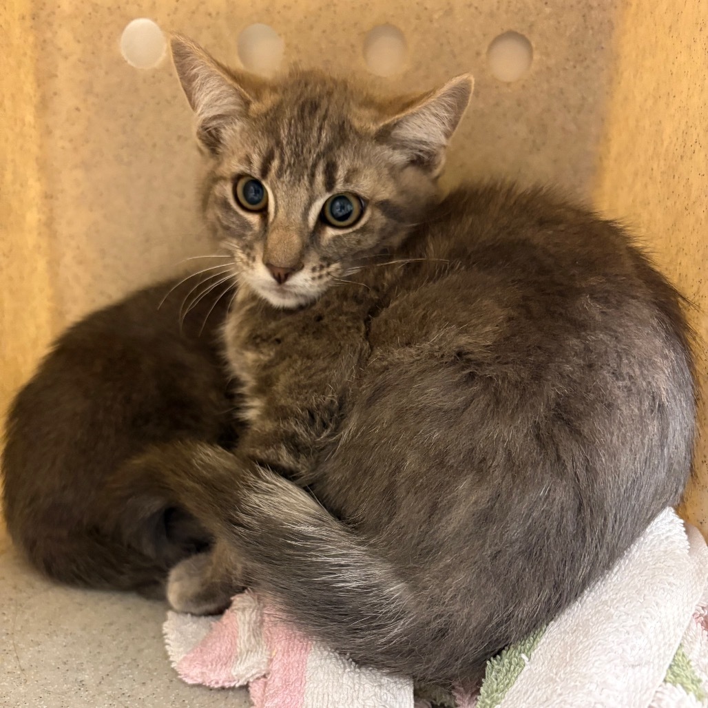 Niall Horan, an adoptable Domestic Short Hair in Reno, NV, 89502 | Photo Image 1