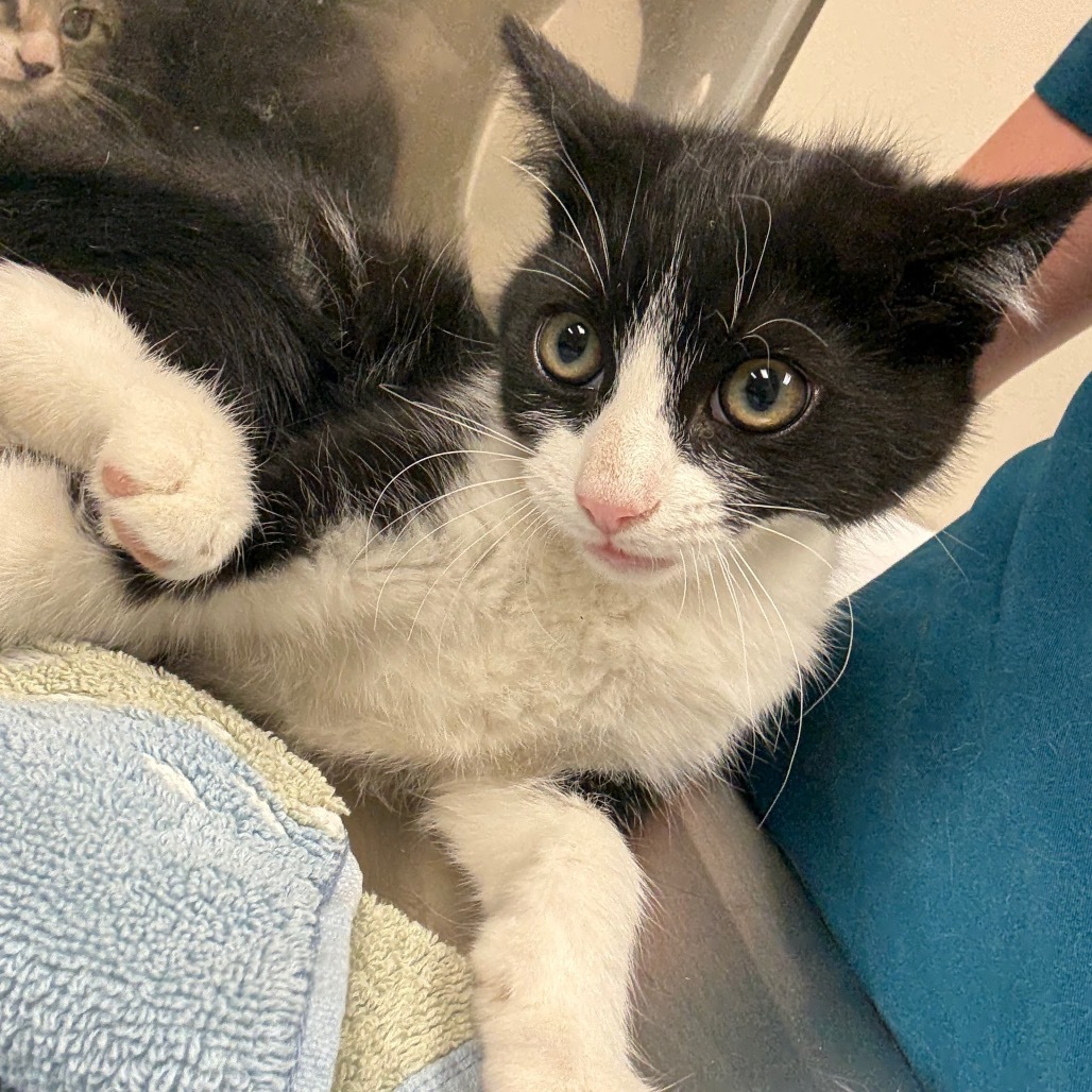 Zayn Malik, an adoptable Domestic Short Hair in Reno, NV, 89502 | Photo Image 1