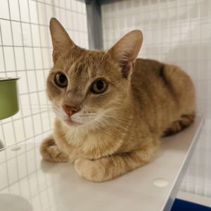 Trevor, Adult Male Domestic Short Hair
