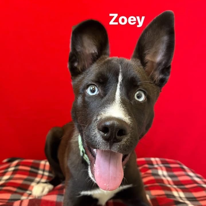 Zoey