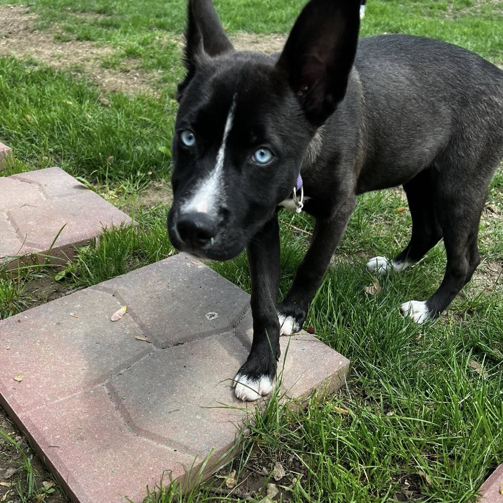 Zoey