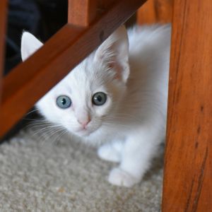 MERRY, Baby Female Domestic Short Hair