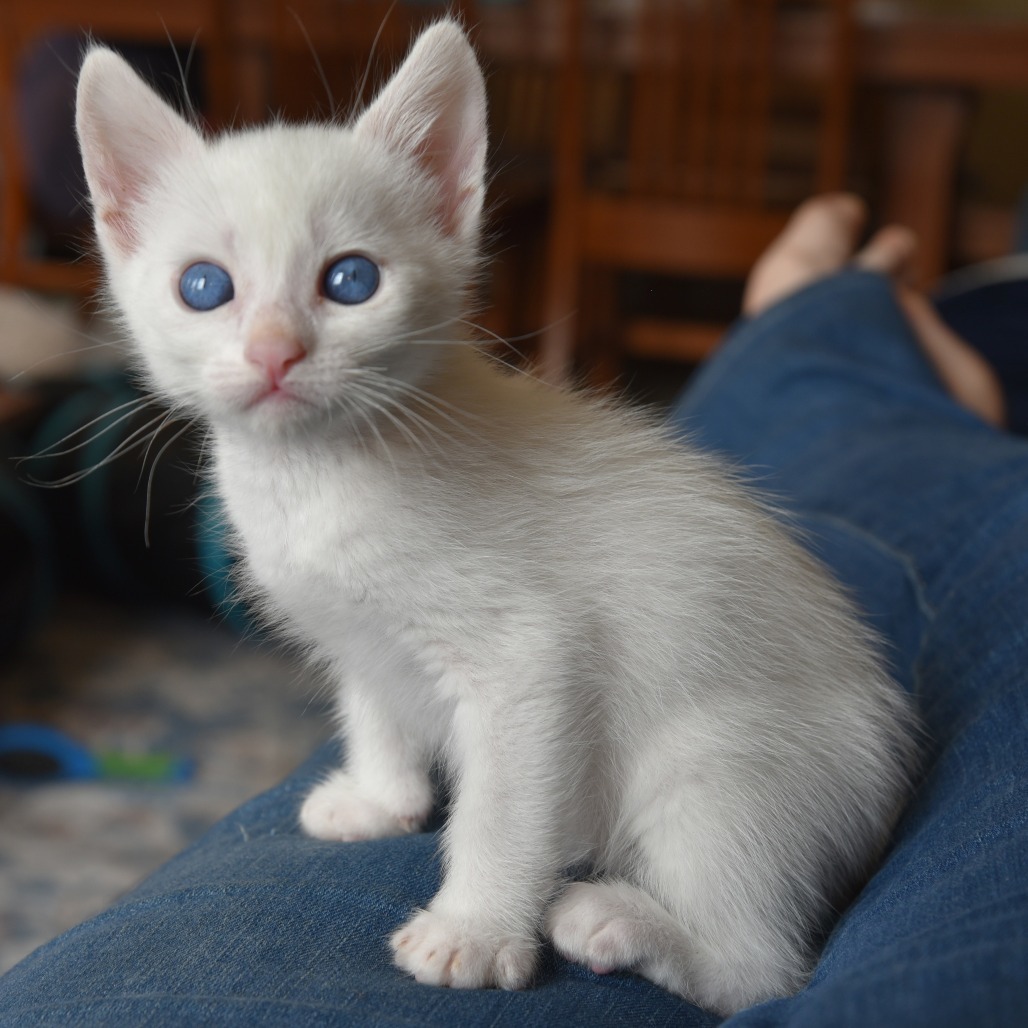 BILBO