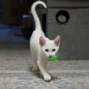 BILBO, Baby Male Domestic Short Hair