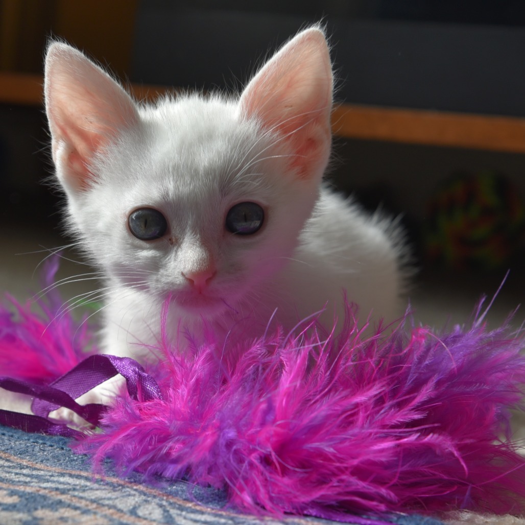PIPPIN