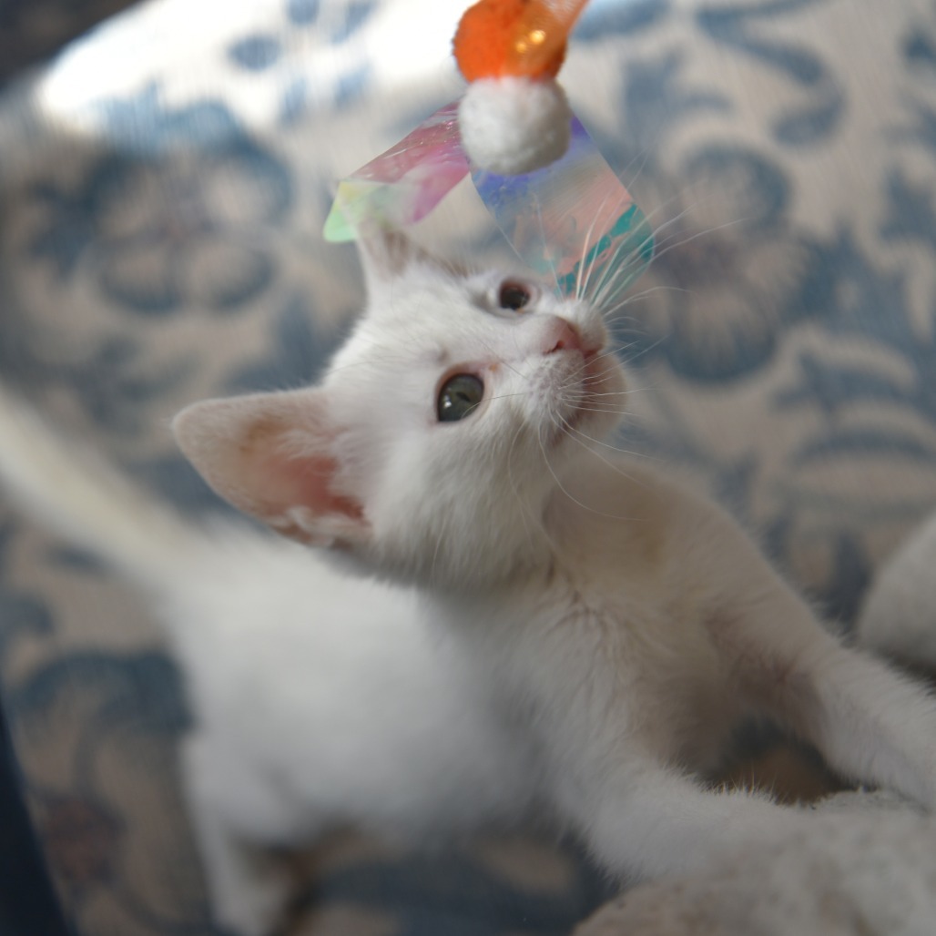 PIPPIN
