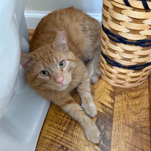Bingo, Young Male Domestic Short Hair