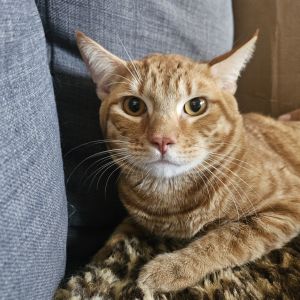 Zumba Domestic Short Hair Cat