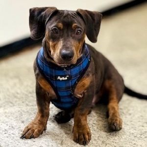 Frappe Dachshund Dog