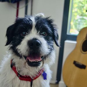 Zayne Terrier Dog