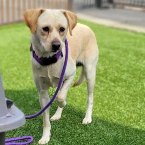 Mariah is a twenty-pound mixed breed sweetheart She came from a hoarding situation and is a bit sh