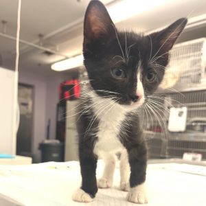 Need a lawyer Well dont call me Im just a kitten If you are looking for a s