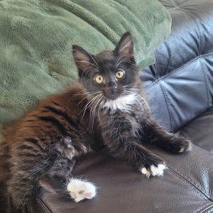 Lychee Jelly is a fluffy love bug bursting with personality Rescued with her mom and sister shes 
