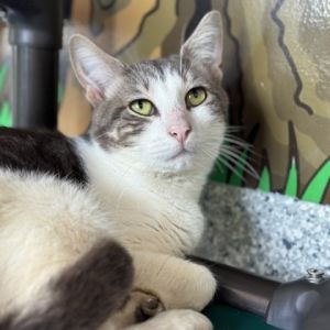 Phantom 3, Adult Male Domestic Short Hair