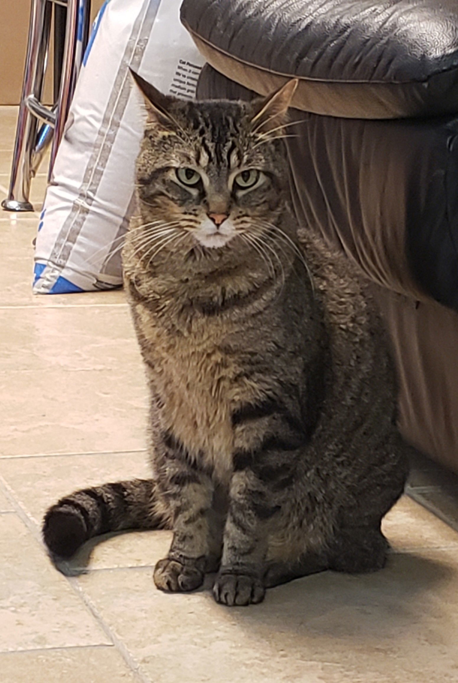 Kitty Girl