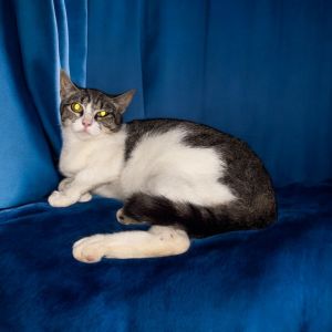 Miss Meanie, Young Female Domestic Short Hair