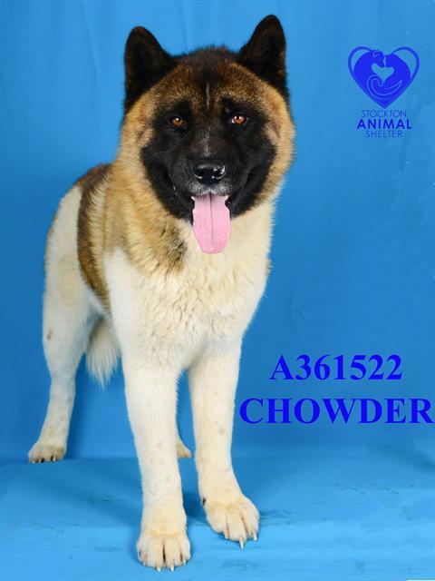 Chowder photo 1