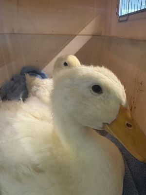 A126848, Adult Male Duck