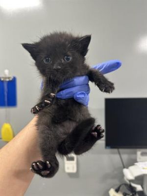 ONIX, Baby Female Domestic Short Hair