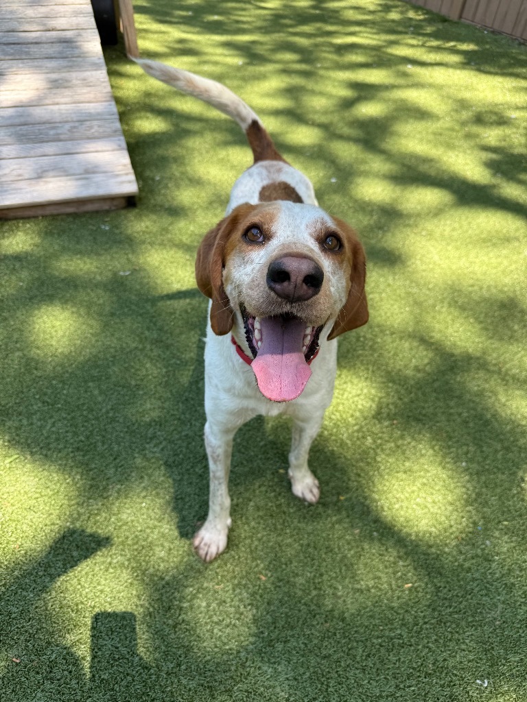 Hank