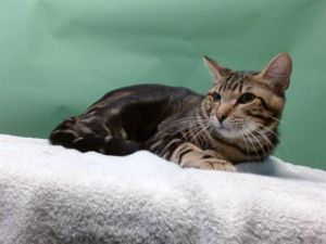 MUFASA, Young Male Domestic Short Hair