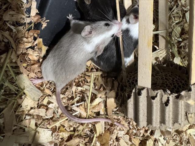 HERMONIE