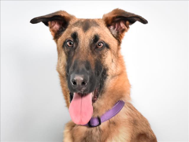 KODA