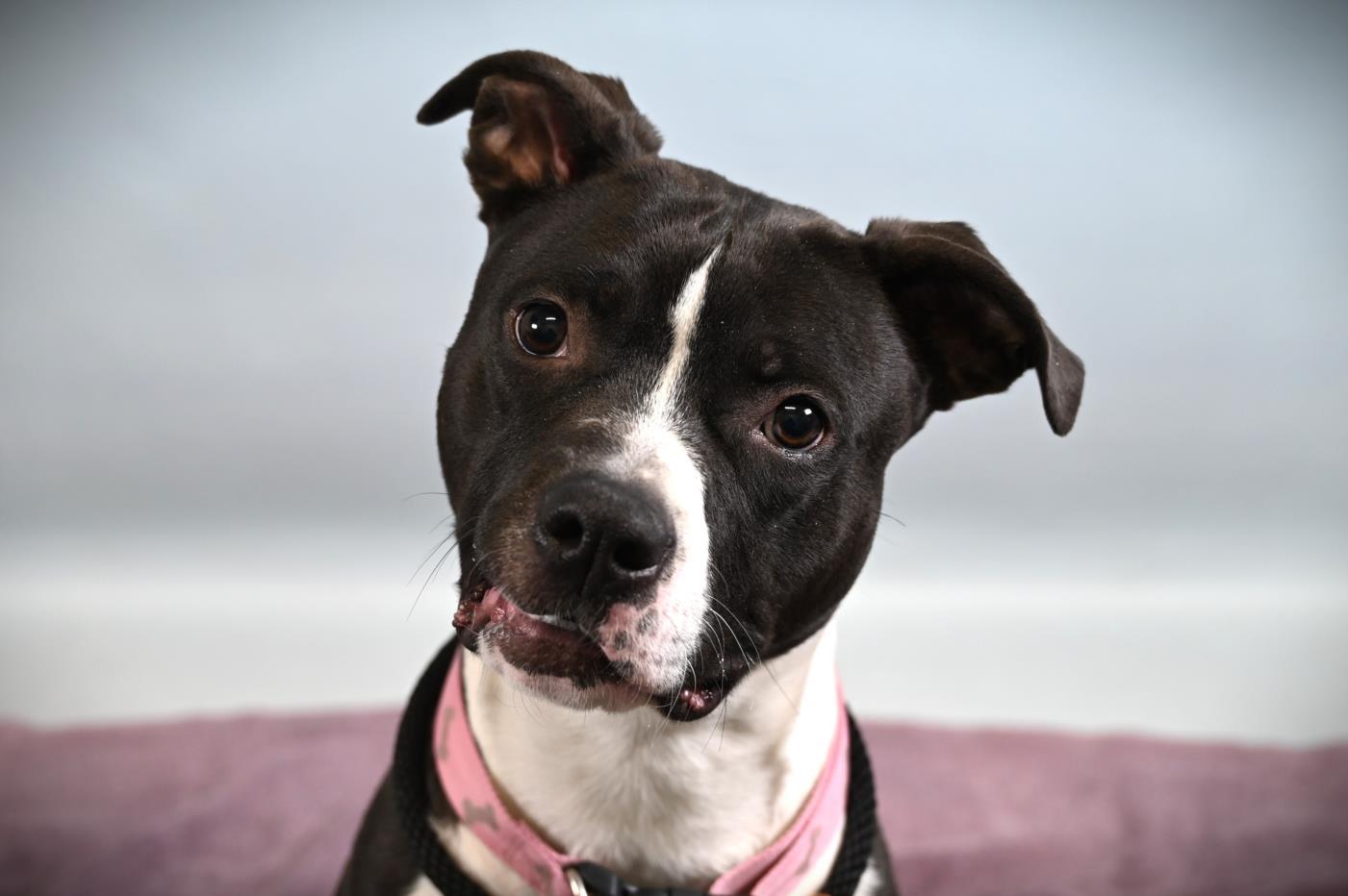 NOVA