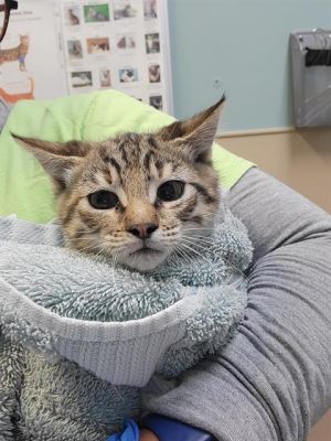 SOJOURN, Baby Female Domestic Short Hair