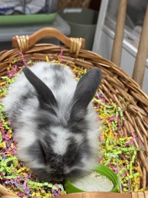 GRETA, Baby Female Bunny Rabbit