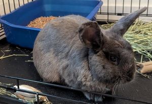 VELVET, Adult Female Bunny Rabbit