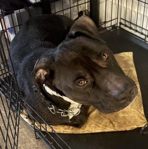 BENTLEY, Senior Male unknown