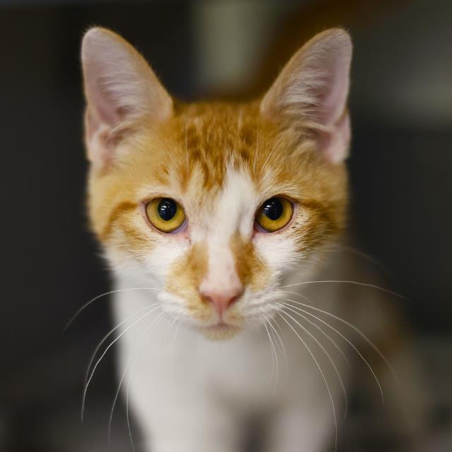 MILO