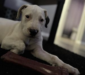 MARSHMELLO, Baby Male unknown
