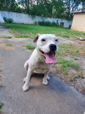 DIAMOND, Adult Female unknown