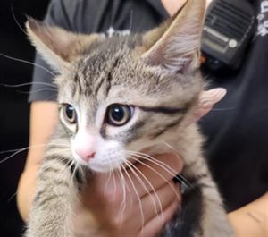 A133030 Domestic Short Hair Cat