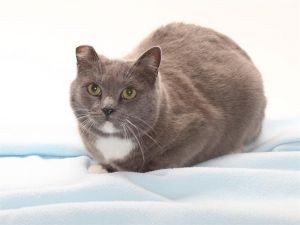 Naomi is a sweet but shy girl who isnt sure why shes at the shelter She hasn