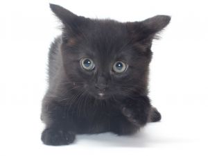 SWISS Domestic Short Hair Cat