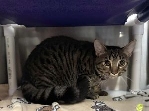 JEEVAN, Young Male Domestic Short Hair