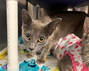 KAHLIA, Young Female Domestic Short Hair