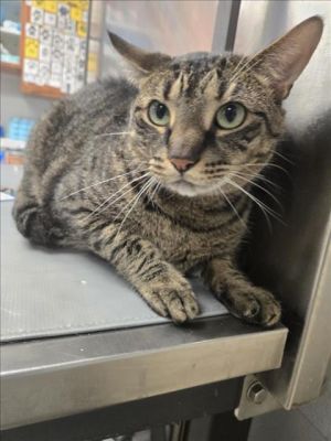 HERON, Adult Male Domestic Short Hair
