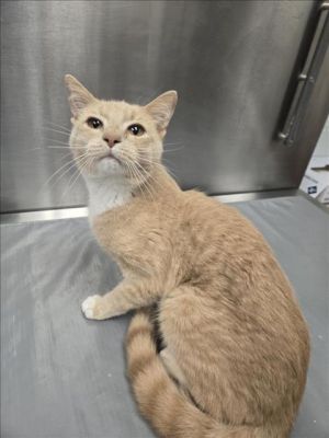 HOSEA, Adult Male Domestic Short Hair
