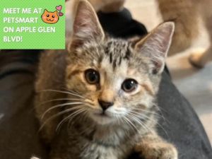 PEARL, Baby Female Domestic Short Hair