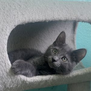 Bumble Bee, Baby Female Russian Blue