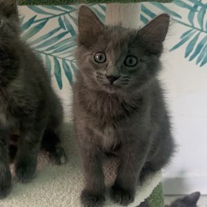 Lady Bug, Baby Female Russian Blue