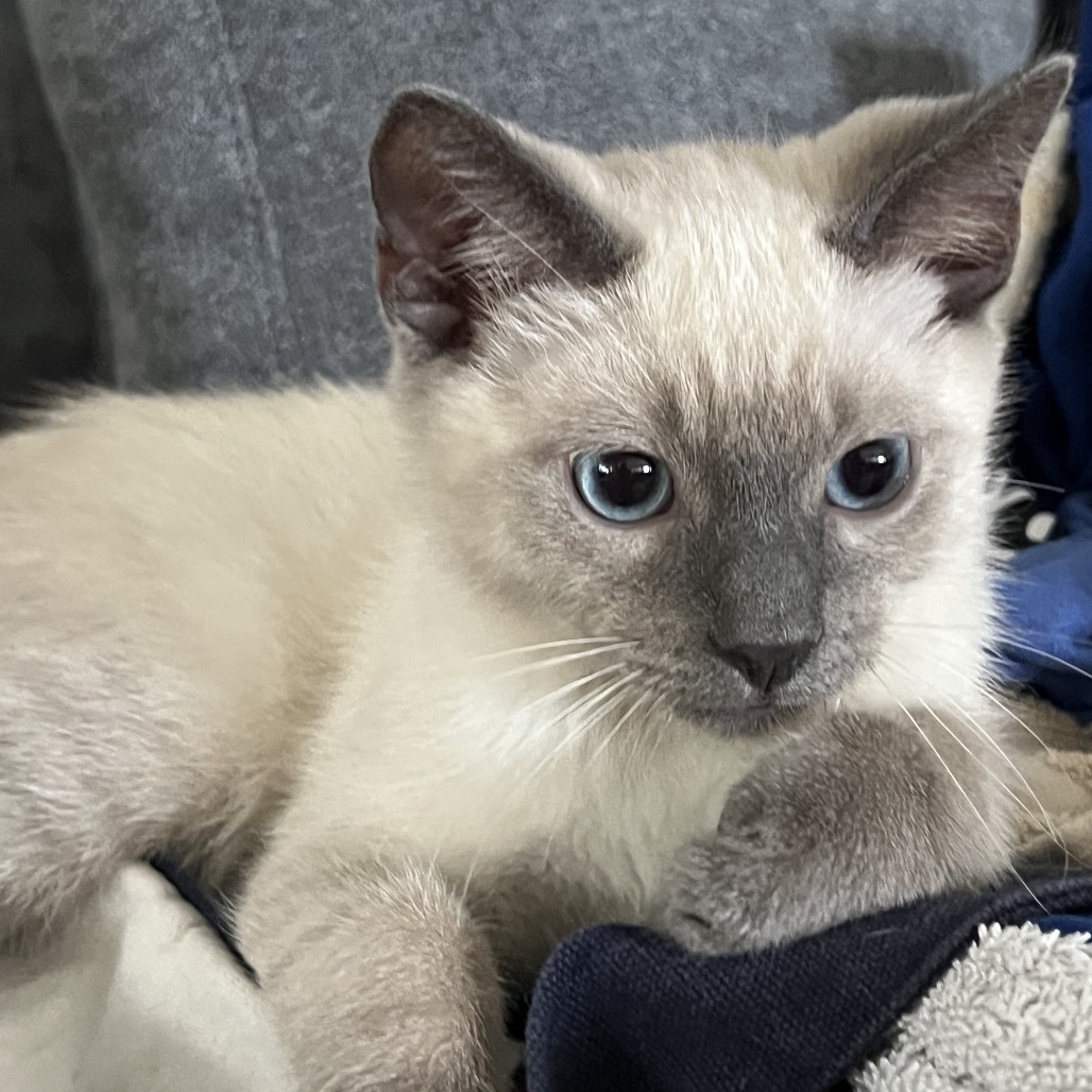 Suki