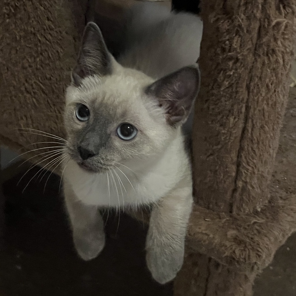 Suki