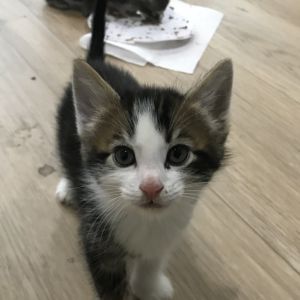 Blaze, Baby Male Domestic Short Hair