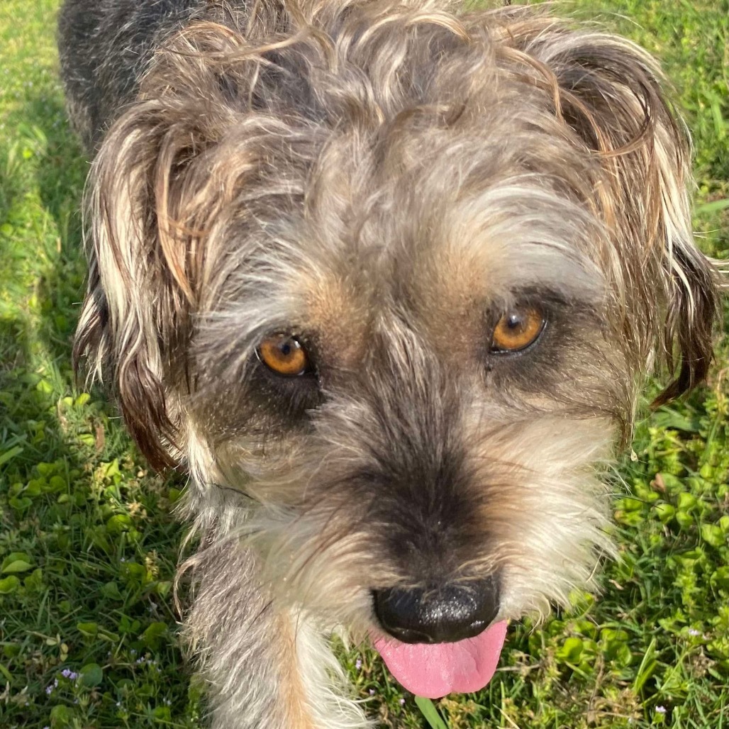 Toby, an adoptable Schnauzer, Shih Tzu in Bartlett, TN, 38133 | Photo Image 1
